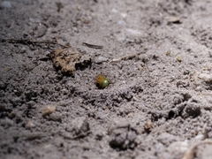 Araniella cucurbitina