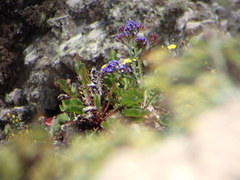 Limonium brassicifolium image