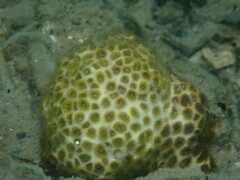 Palythoa caribaeorum