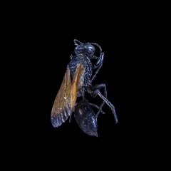 Sphex pseudopraedator
