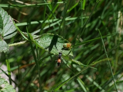 Araniella cucurbitina