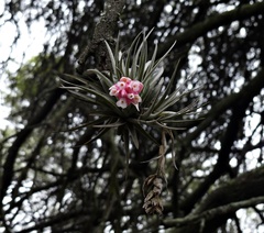 Tillandsia recurvifolia