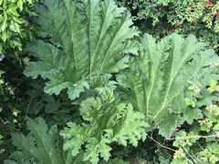 Gunnera manicata