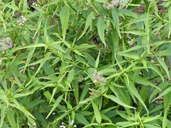 Chromolaena christieana