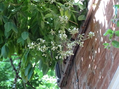 Styphnolobium japonicum