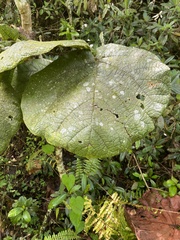 Coccoloba pubescens