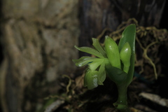 Epidendrum scharfii