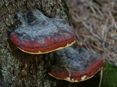 Fomitopsis pinicola