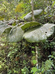 Coccoloba pubescens