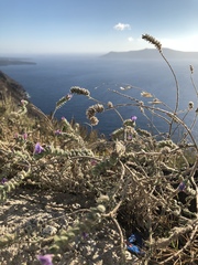 Echium angustifolium