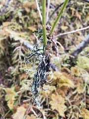 Hypogymnia duplicata