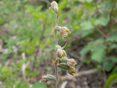Epipactis microphylla