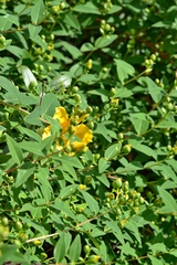 Hypericum patulum