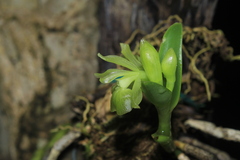 Epidendrum scharfii