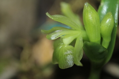 Epidendrum scharfii