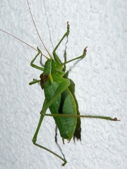Isophya camptoxypha