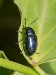 Chrysochus