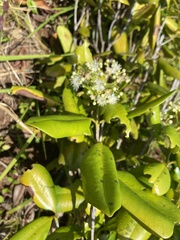 Pimenta racemosa
