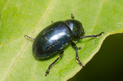Chrysochus