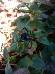 Acanthocephala thomasi
