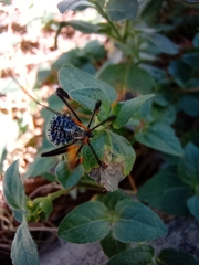 Acanthocephala thomasi