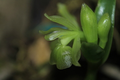 Epidendrum scharfii