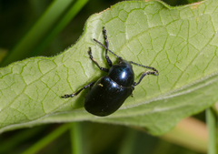 Chrysochus