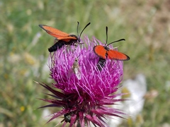 Zygaena rubicundus