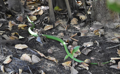 Dendroaspis angusticeps