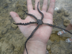 Ophiocoma scolopendrina