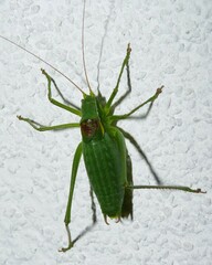Isophya camptoxypha