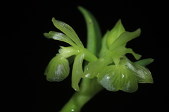 Epidendrum scharfii