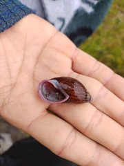 Plekocheilus subglandiformis