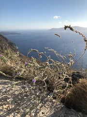 Echium angustifolium