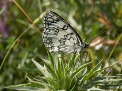 Melanargia russiae