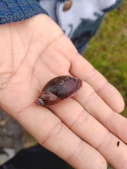 Plekocheilus subglandiformis