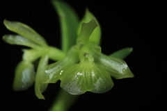 Epidendrum scharfii