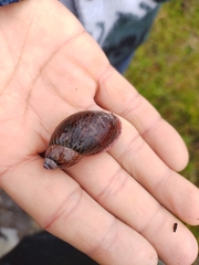 Plekocheilus subglandiformis