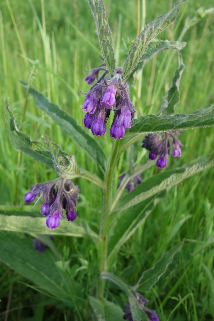Illustration de Symphytum officinale L.
