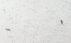 Willowsia nigromaculata