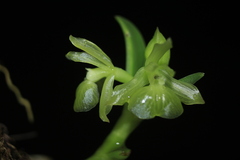 Epidendrum scharfii