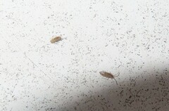 Willowsia nigromaculata