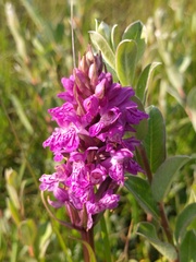 Dactylorhiza praetermissa junialis