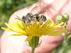 Megachile texana