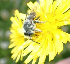 Megachile texana