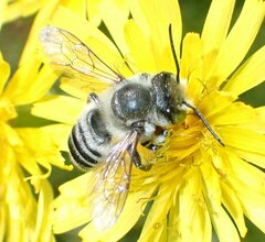 Megachile texana