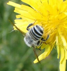 Megachile texana