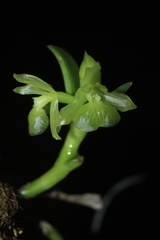 Epidendrum scharfii