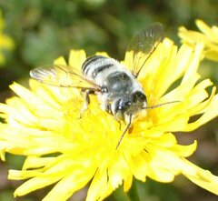 Megachile texana
