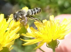 Megachile texana
